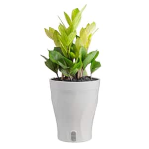 costa-farms-house-plants-m-czz