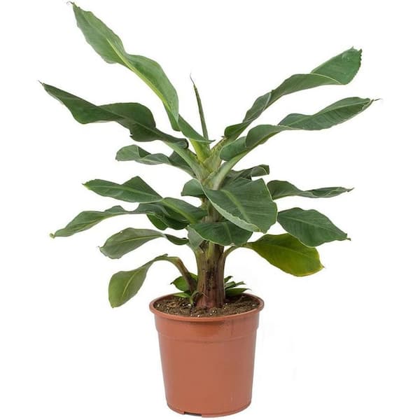 Wekiva Foliage Banana Plant -Live Tree in a 6 in. Pot- Musa Paradisiaca - Edible Fruit Bearing Plant for The Patio Or Garden