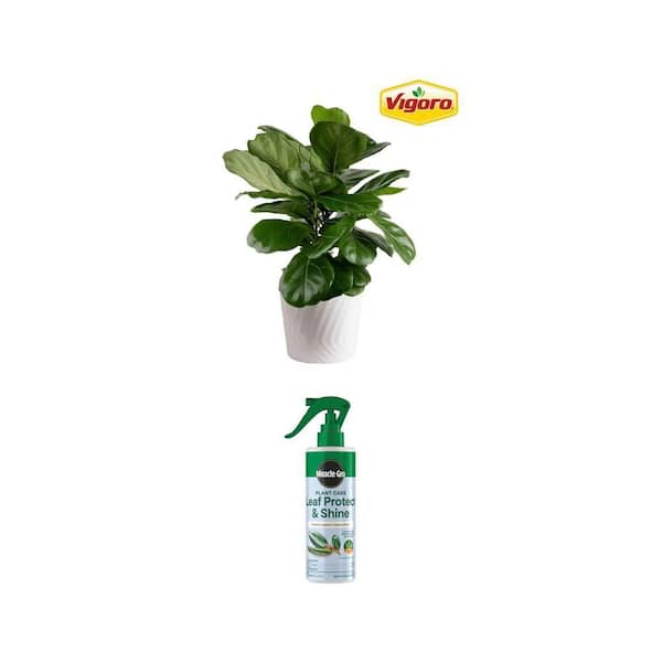 Fiddle Leaf Fig Indoor Plant Care Kit with 8 fl. oz. 4-in-1 Plant Care Spray