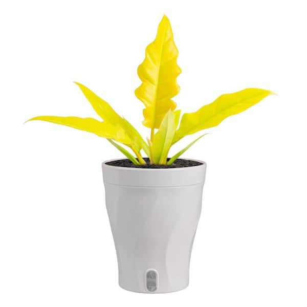 6 in. Trending Tropical Philodendron Golden Crocodile Plant in Planter Pot