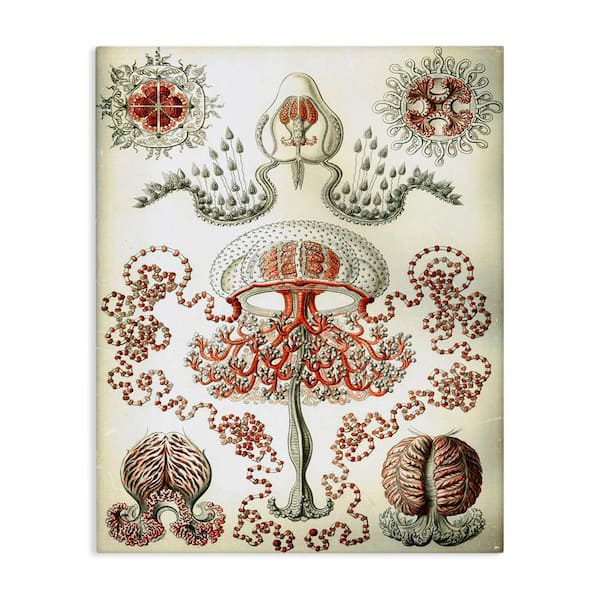 Stupell Industries Classic Haeckel Diagram by Graffi tee Studios Unframed Animal Graphic Art Print 40 in. x 30 in.