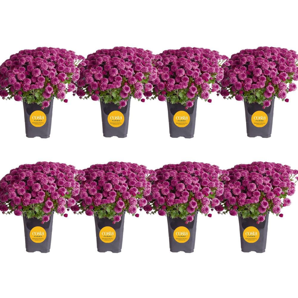 Purple Ready to Bloom Fall Chrysanthemum Outdoor Plant in 1 qt. Grower Pot, Avg. Shipping Height 8 in. Tall (8-Pack) price history on PriceWatchPro