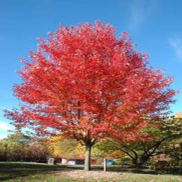 OnlinePlantCenter 2 Gal. Autumn Blaze Maple Tree