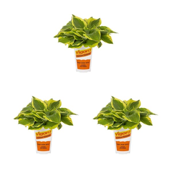 Vigoro 2 Qt. Green Variegated Wide Brim Hosta Perennial Plant (3-Pack)