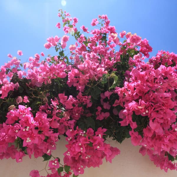 Alder & Oak #5 Barbara Karst Bougainvillea Flowering Shrub Plant (2-pack)