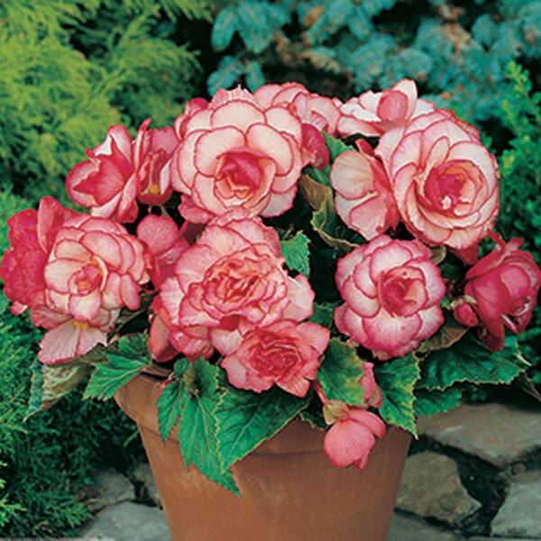 Unbranded Begonia Picotee Pink/White - Pkg of 3 Bulbs