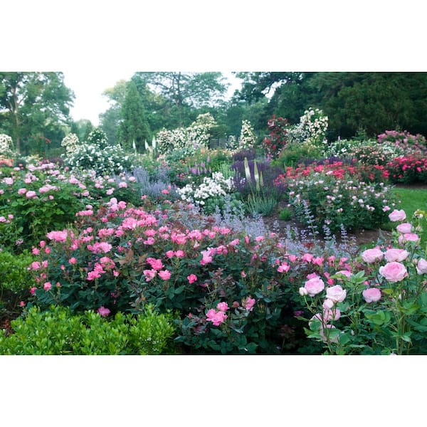 Pink Double Knock Out Rose Add Sweet Pink Color