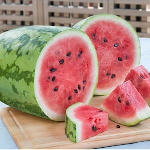 1.19 qt. Jubilee Watermelon Plant (6-Pack)