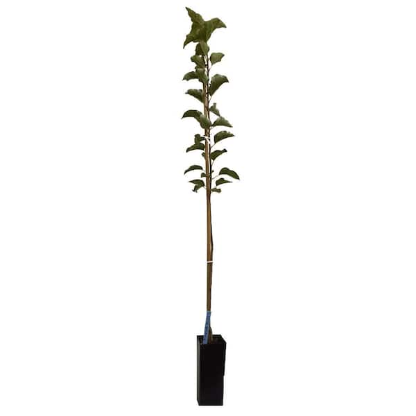 Garden & Grove 3 ft. Fuji Apple Tree with Expectional Fruit & Pollinating Capabilities