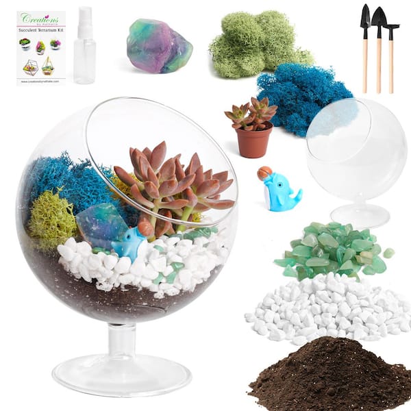 Creations by Nathalie 6 in. Chalice Glass Terrarium Kit with Live Succulent, Reindeer Moss, Crystals, Rocks, Tools and Figurine