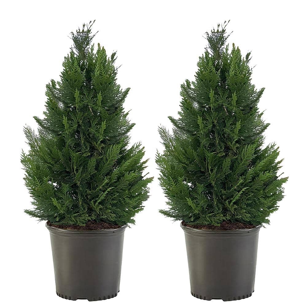 2.25 Gal. Leyland Cypress Evergreen Tree with Green Foliage (2-Pack)