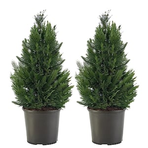 2.25 Gal. Leyland Cypress Evergreen Tree with Green Foliage (2-Pack)