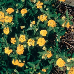 2.5 Qt. New Gold Lantana, Live Perennial Plant, Bright Yellow Bloom Clusters
