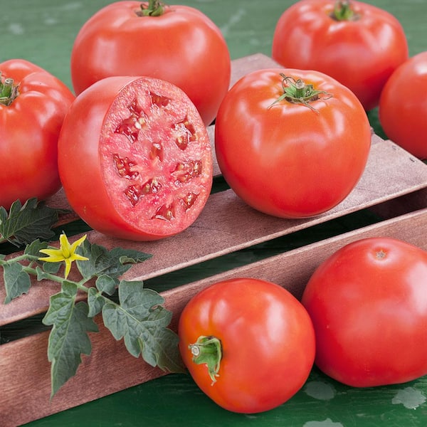 Here is our Tomato variety: Star 9037 indeterminate A variety with very  firm fruit strong on compact plants with good leaf disease resistance, By Charter Seeds