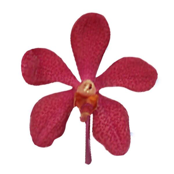 Buy Mokara Top Red BS Orchid Online, Orchid Plants for Sale
