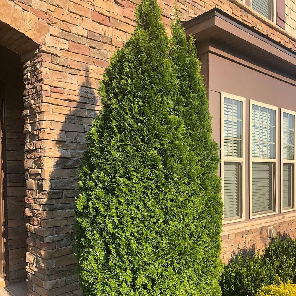 Emerald Green Arborvitae 1-Gallon Evergreen Shrub