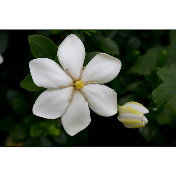 BELL NURSERY 3 Gal. Daisy Hardy Gardenia Live Evergreen Flowering Shrub with Highly Fragrant White Flowers
