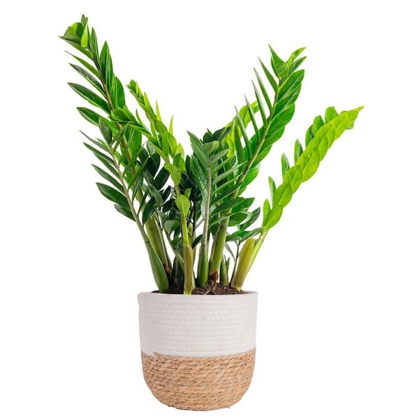 Costa Farms Zamioculcas Zamiifolia ZZ Indoor Plant in 10 in. Decor Weave Planter, Avg. Shipping Height 1-2 ft. Tall