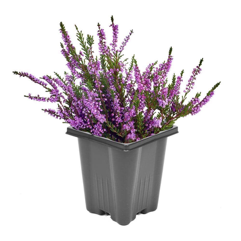 1.0 qt. Perennial Heather Calluna Renate Purple