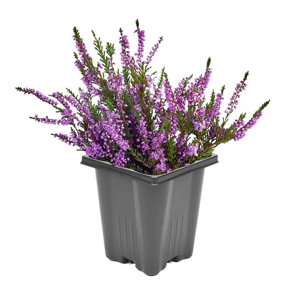 Unbranded 1.0 qt. Perennial Heather Calluna Renate Purple