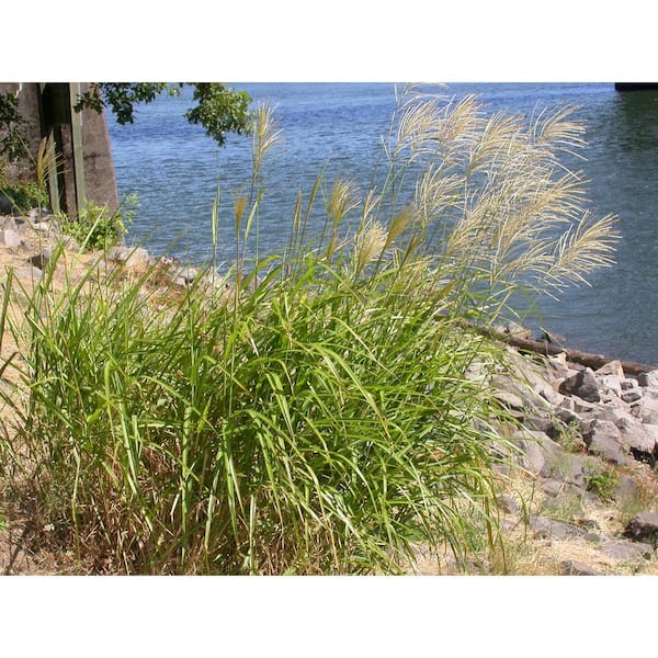 Online Orchards 1 Gal. Maiden Grass - Very Tall Ornamental Grass