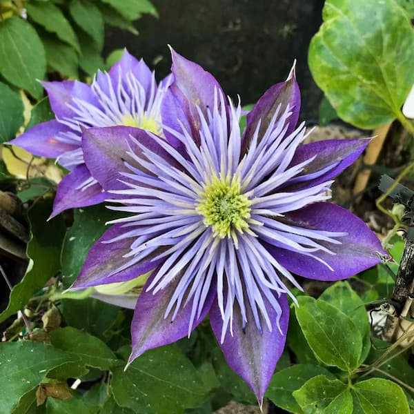 Wekiva Foliage Clematis Crystal Fountain - Live Plant in a 3.5 Inch Grower's Pot - Starter Plants - Rare Clematis for Collectors