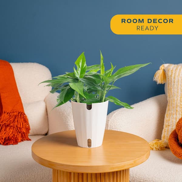 sansevieria plants for sale Sansevieria Phupamon x Eliensis – Succulentasia