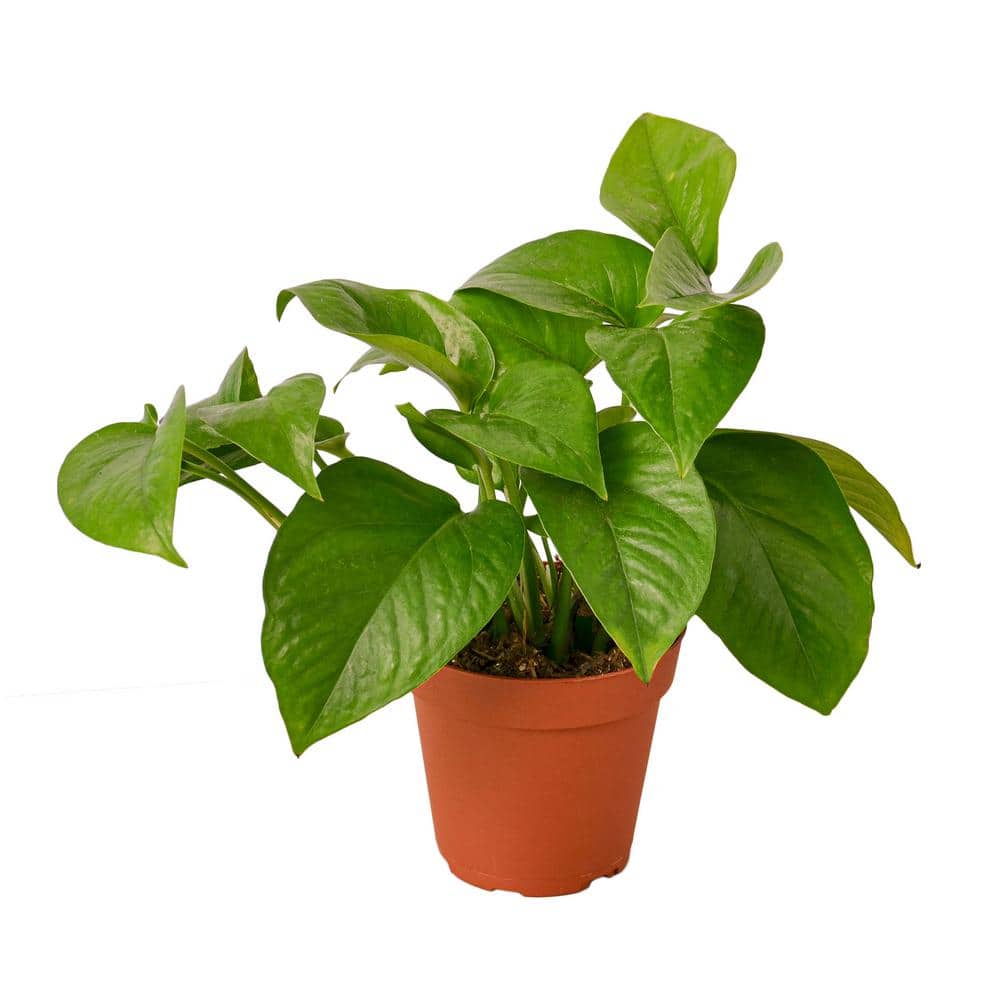 Pothos Green Queen Epipremnum Pinnatum Plant in 4 in. Grower Pot
