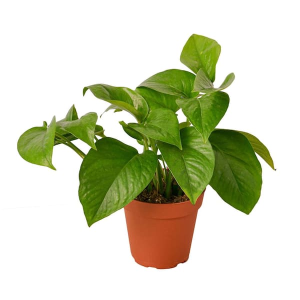PPC INTERNATIONAL LLC Pothos Green Queen Epipremnum Pinnatum Plant in 4 in. Grower Pot