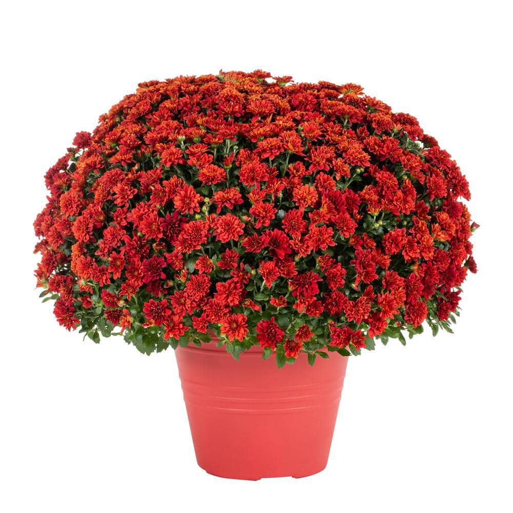 1 Gal. Red Mum Chrysanthemum Winchester Planter Perennial Plant (1-Pack) price history on PriceWatchPro