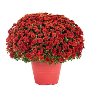 1 Gal. Red Mum Chrysanthemum Winchester Planter Perennial Plant (1-Pack)