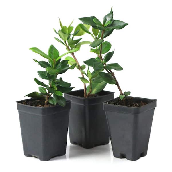 national PLANT NETWORK 2.5 in. Star Jasmine Plant with White