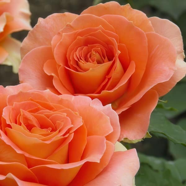 national PLANT NETWORK Bare Root Rose Maria Stern Hybrid Tea with
