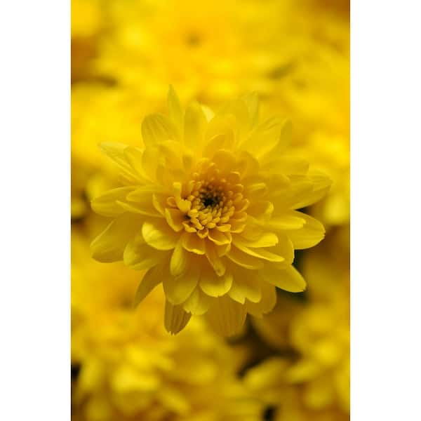 Encore Azalea 3 Qt Chrysanthemum Mum Plant With Yellow Flowers 6101 The Home Depot