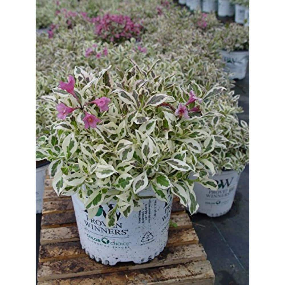 PROVEN WINNERS 2 gal. My Monet Weigela, Live Plant with Pink