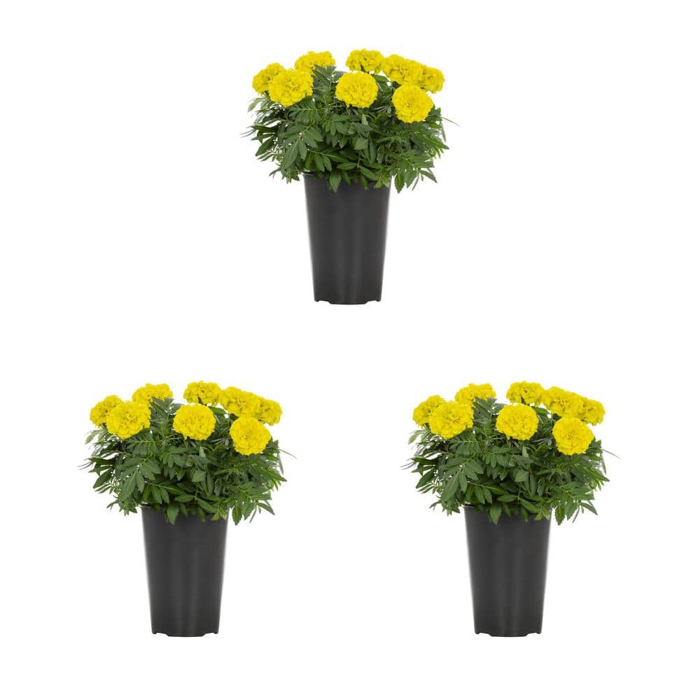 houseonthehill yellowflower ロンティ 80サイズ METROLINA GREENHOUSES 2 Qt. Yellow Marigold Annual Plant (3-Pack