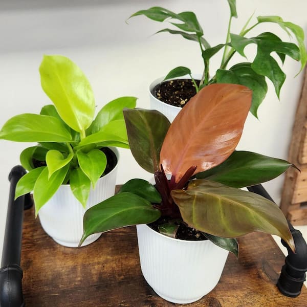ALTMAN PLANTS Clean Air Philodendron (3 Pack), Live Indoor Plant Decor,  4.25 in. White Pots, Easy Houseplants, Approx. 9 in. Tall 0873577