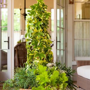 Low Maintenance Vine Plants Outdoor