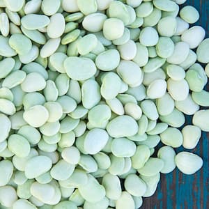 0.5 lb. Lima Bean Baby Thorogreen Seed Packet