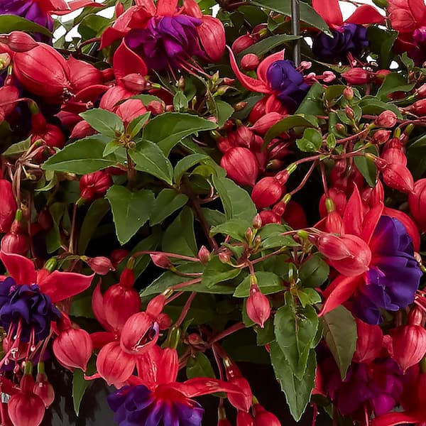Vigoro 1.8 Gal. Fuchsia Pink Dollar Princess Hanging Basket Annual