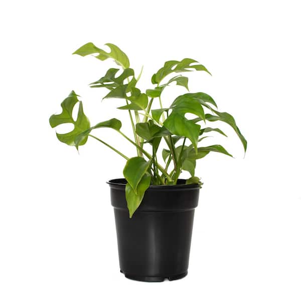 national PLANT NETWORK 6 in. Ginny Monstera Grower Container (1-Piece)