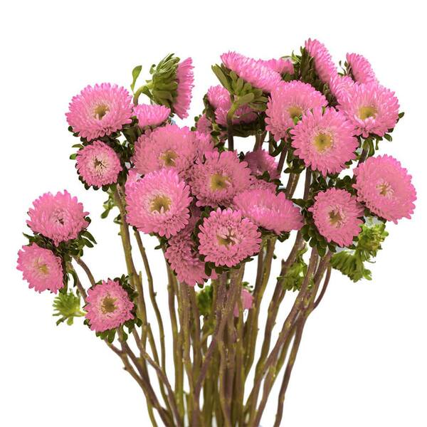 100 Stems of Pink Asters Matsumoto- Fresh Flower Delivery