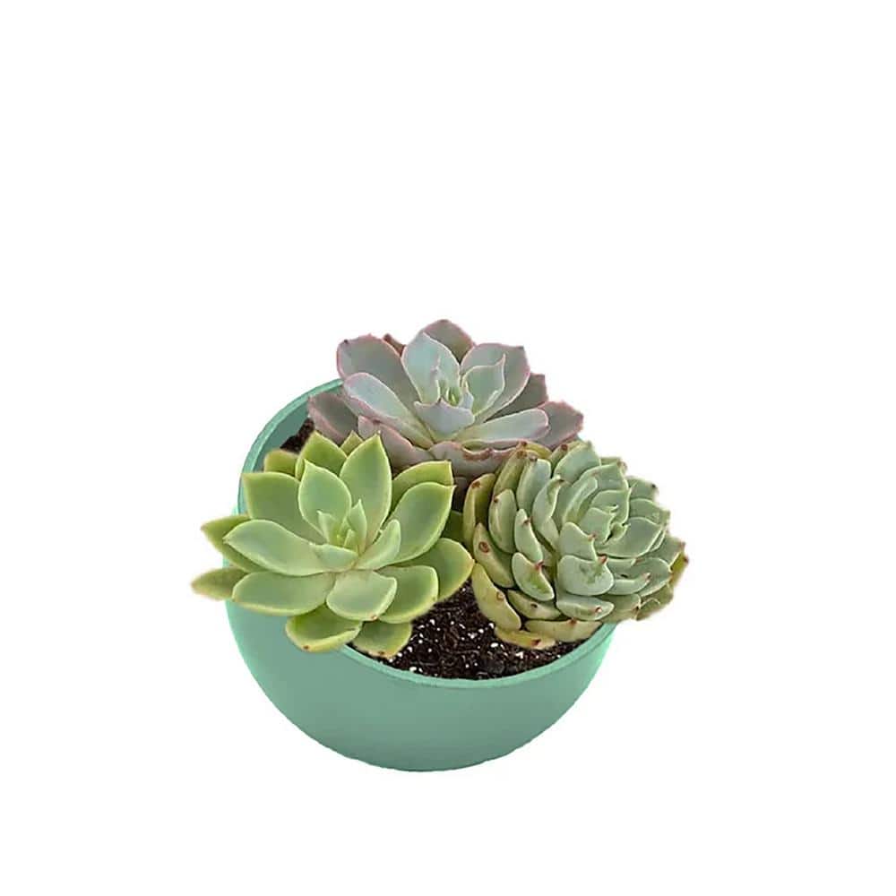 Seafoam Green 7" Orbital Bamboo Fiber Planter