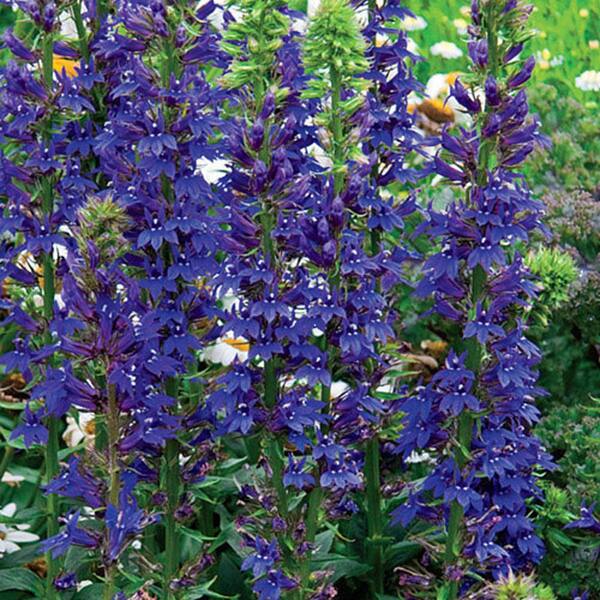 Spring Hill Nurseries Blue Cardinal Flower (Lobelia), Live Bareroot Plant, Blue-purple Flowering Perennial (2-Pack)