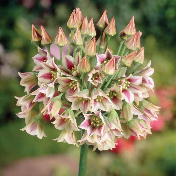 Van Bourgondien Sicilian Honey Lily Nectaroscordum Bulbs (25-Pack)