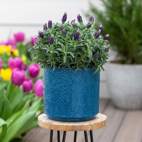 METROLINA GREENHOUSES 2 qt. Lavender Javelin Forte Deep Purple