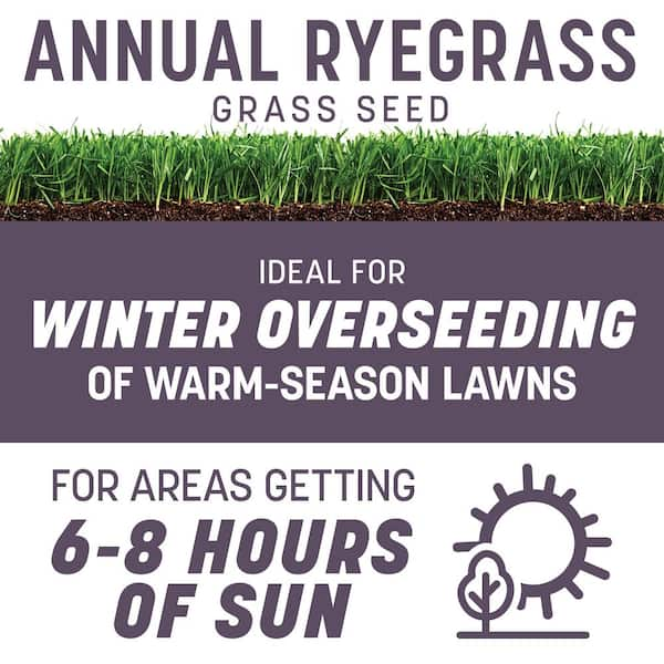 Annual Ryegrass 10 lb. 2,000 sq. ft. Grass Seed