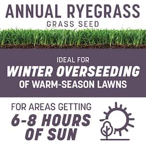 Annual Ryegrass 25 lb. 5,000 sq. ft. Grass Seed