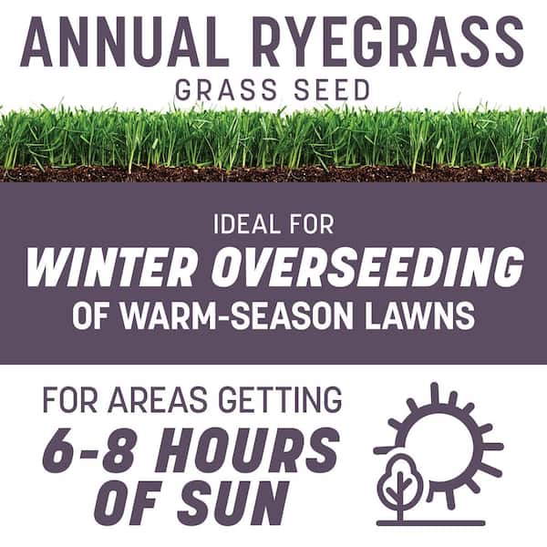 Annual Ryegrass 50 lb. 10,000 sq. ft. Grass Seed Pallet (24 bags)