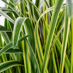 1Gal. Liriope Variegated Ground Cover Perennial Plant